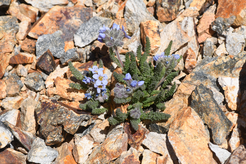 White Mountains sky pilot (Polemonium chartaceum)