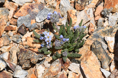 Polemonium chartaceum