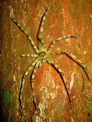 Heteropoda boiei
