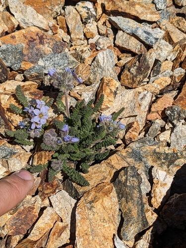 Polemonium chartaceum, photograph 4