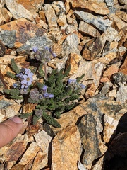 Polemonium chartaceum, photograph (c) Trevor Van Loon, some rights reserved (CC BY)
