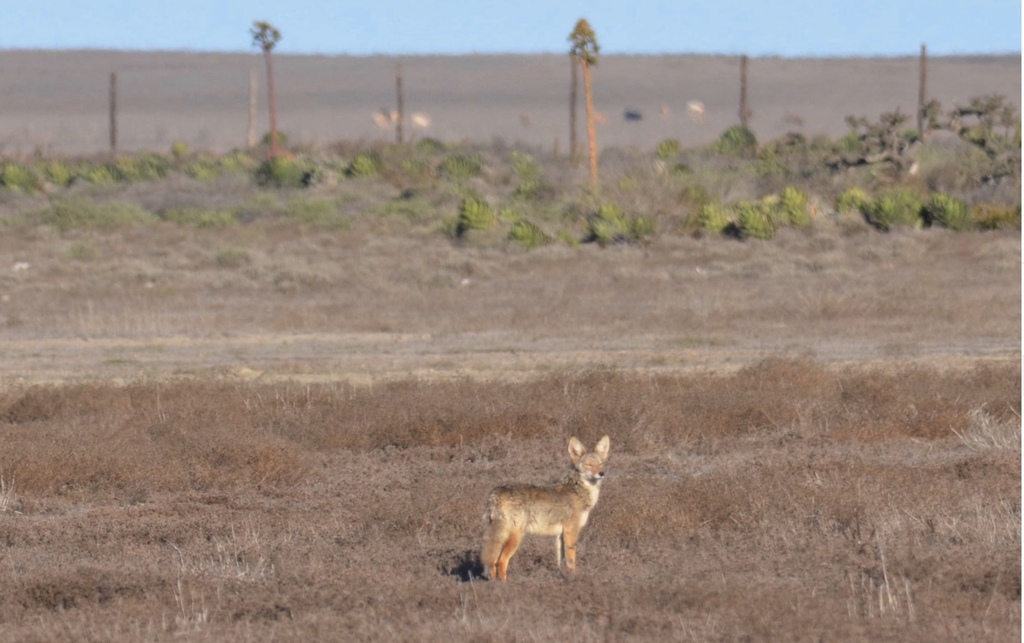 Peninsula Coyote