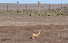 Canis latrans peninsulae