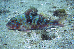 Bigscale Goatfish photo 2