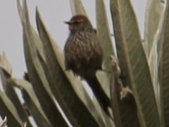 Leptasthenura andicola