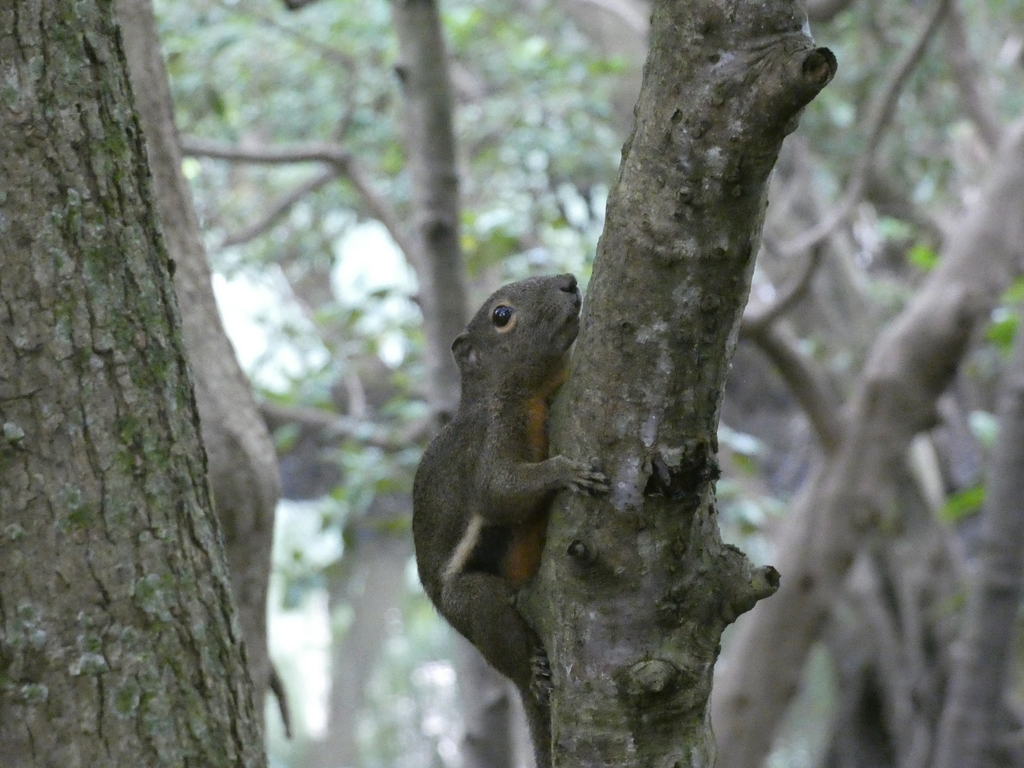 Plantain Squirrel