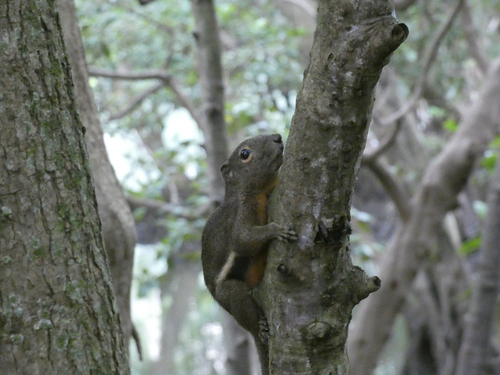 Plantain Squirrel
