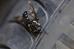 Triclista guttata