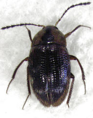Zeagyrtes