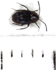 Zeagyrtes