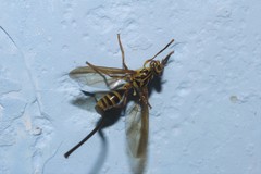 Toxotrypana curvicauda