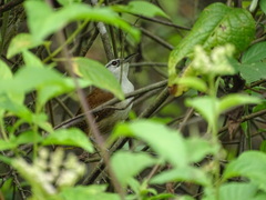Cantorchilus superciliaris