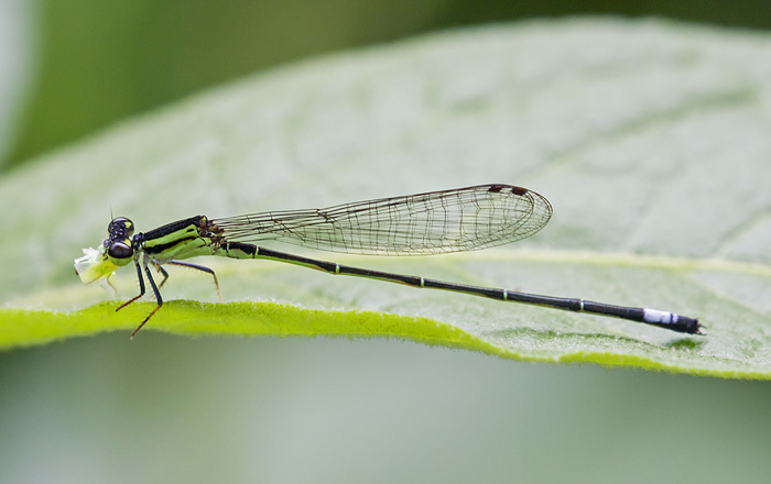 Pearlwings