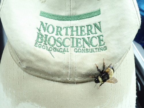 Yellow-banded Bumble Bee