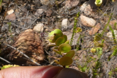 Cliffortia pulchella
