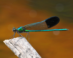 Calopteryx aequabilis