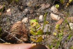 Cliffortia pulchella