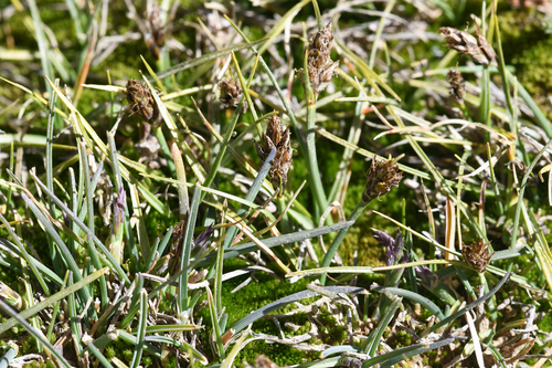 incurved sedge (Carex incurviformis)