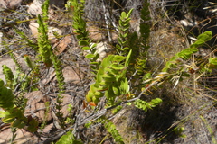Cliffortia pulchella
