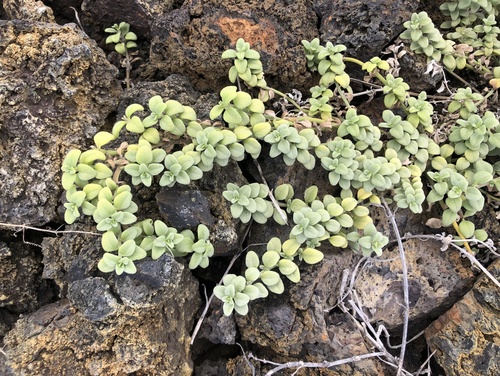 Lipochaeta integrifolia observed 2023-08-28