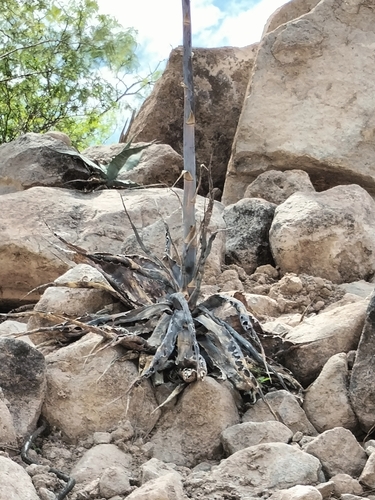 Agave sobria