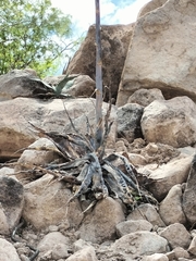 Agave sobria