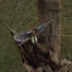 Falco sparverius