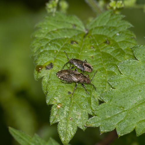 Nettle ground bug, photo 7 of 8