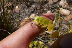 Cliffortia pulchella