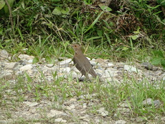 Turdus maculirostris