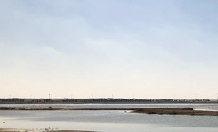 Phoenicopterus roseus