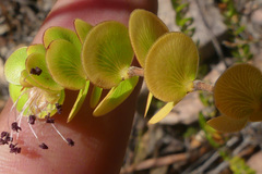 Cliffortia pulchella