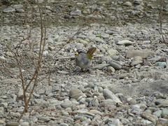 Arremonops conirostris