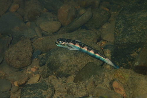 Multispotted Goby