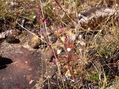 Drosera indica