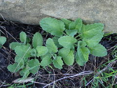 Stachys rigida quercetorum
