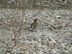 Arremonops conirostris