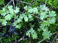 Alchemilla occidentalis