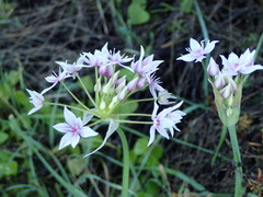 Allium praecox