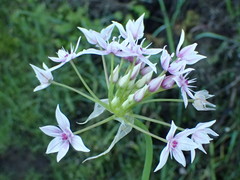 Allium praecox