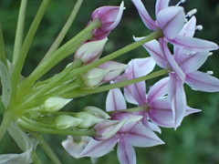 Allium praecox