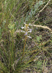 Orobanche cumana