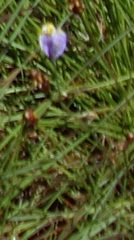 Burmannia