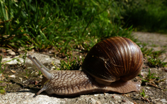 Helix pomatia