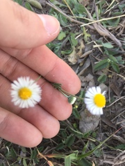 Erigeron basilobatus