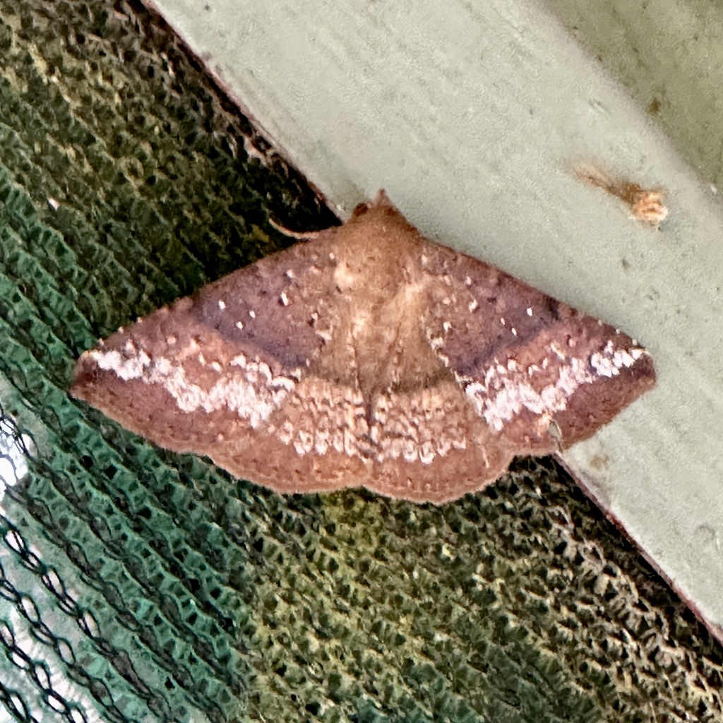 Ericeia rhanteria