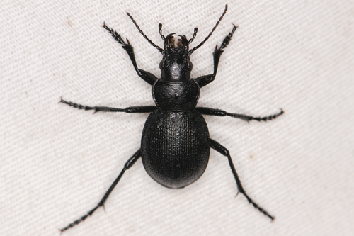 Calosoma luxatum photo 2