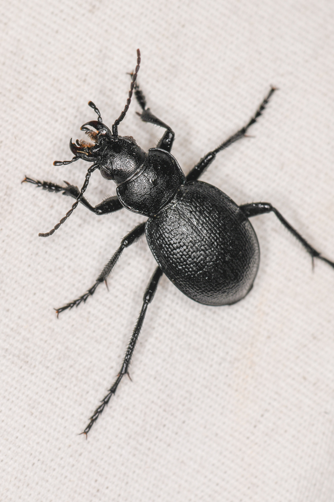 Calosoma luxatum