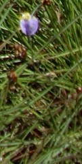 Burmannia