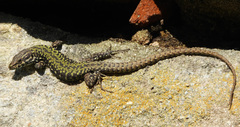Podarcis muralis nigriventris